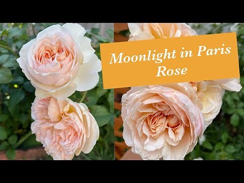 Moonlight in Paris Rose - Year 2