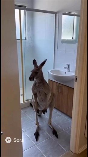 #australia #nsw #nature | Cinematic Australia