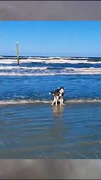 Dogs Pooping in the Most Unexpected Places 🐶😅
