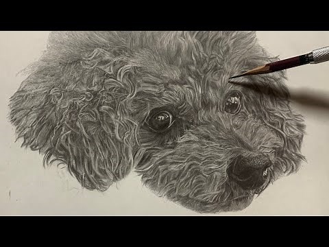鉛筆画 トイプードルの制作動画