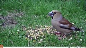 Lovely views of this female Hawfinch in our Shetland garden today - a very welcome migrant and addition to the lockdown birding list. Footage from one of our trailcams. | Shetland Wildlife