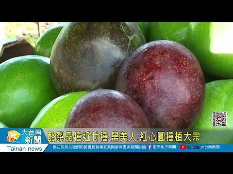 酪梨品種近廿種 黑美人 紅心圓種植大宗20220726