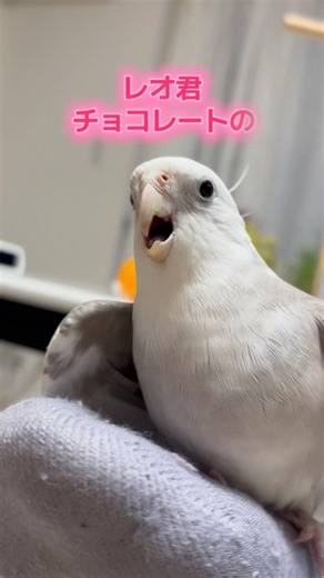 チョコレートマンって何www #shorts #オカメインコ #オカメインコのいる暮らし #cockatiel