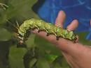 Hickory Horned Devil - Regal Moth