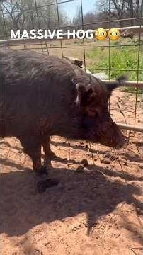 HUGE wild hog we caught!😳🐗💥 #caughthog