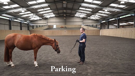Playing with Tinker doing groundwork Testing and working with Tinker on some of the techniques that Mary Wanless BHSI BSc and Ali Wakelin will be covering next week on the Equine Learning Theory groundwork course. https://groundwork.equinelearningtheory.com/equine-learning-theory | DressageTraining.TV