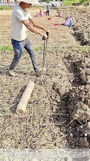 Torching Tradition: The 9-Tine Tickle that Unlocks Fertility