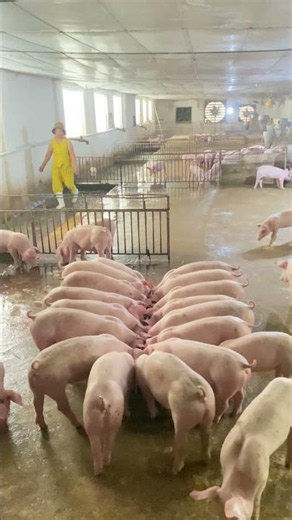 While They Eat, I Clean 🐖🧼
