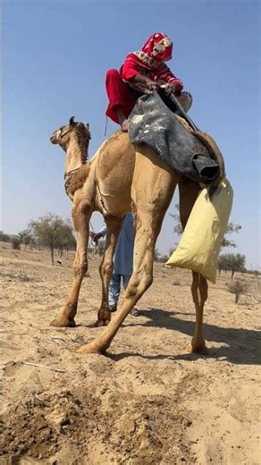 لحظة صادمة في الصحراء! الأكياس علقت في ذيل الجمل والجميع مرتبك