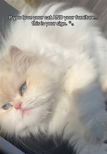 The Best 360° Rotating Sisal Scratching Ball for Cats