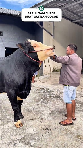 SAPI HITAM MANIS 800++🔥COCOK BUAT QURBAN #review #sapi #super #jumbo #murah