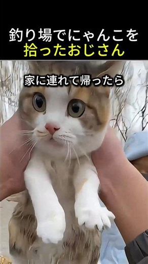 What happens when a first-time cat owner picks up a cat