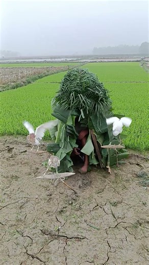 New method of catching birds in rice fields,😱