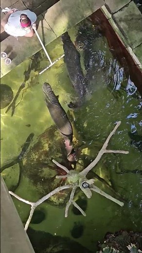 Giant Arapaima Feeding Time! #fishing #fish #nature #wildlife #animals