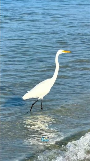 Check out this beautiful great egret.