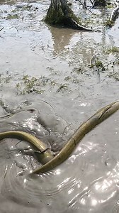 172K views · 1.6K reactions | Best Traditional Dry Season Village Fishing Video #bigfish #fish #catfish #village #fishing | Local Fishing Videos | Facebook