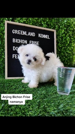 Teacup Bichon Frise: The Adorable 368g Female