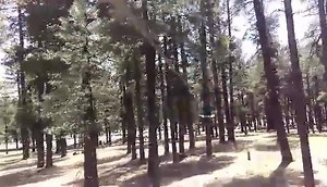 Zipping! | Flagstaff Extreme Adventure Course & Adventure Zips