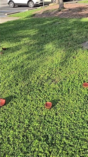 Fairy Ring Mushrooms #shorts #fairy #mushroom #wildlife #flora #nature #outdoors #interesting