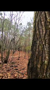 In this quick clip, we’re taking down a 60-foot sweetgum tree. This is Part 1, focusing on how to identify the fall direction and get that notch just right. Follow along and check out the full reel on Instagram and Facebook. Tagging my personal pages too— see you in the stories #treefelling, #SweetgumTree, #LumberjackLife, #GeorgiaOutdoors, #WoodworkingCommunity #InstaReels #DIYForestry | Axe & Rope Co. | Facebook