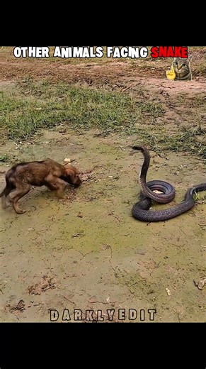 "OTHER ANIMALS vs CATS facing Snake" Edit💀 | PT.28🗿