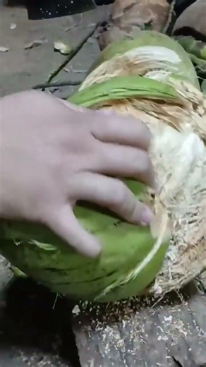 an easy way to open a coconut is to use a coconut opener to remove the coconut shell