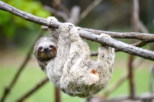 Venezuela Sloth Rescue Exposes Wildlife Electrocution Crisis : The Tico Times | Costa Rica News | Travel | Real Estate