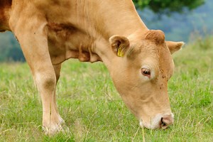Adapting to Climate Change - Livestock & Arable Systems | Farm Advisory Service