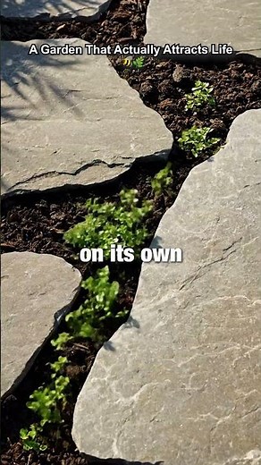 Soft, fragrant paths start here 🌿 Plant creeping thyme today before they’re gone!
