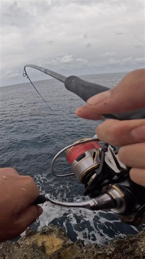 キビナゴを餌に釣りすると…#釣り #fishing #fish #魚