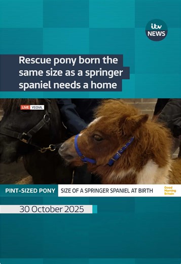 A tiny pony, who was the same size as a Springer Spaniel when it was born on a Somerset farm, is now looking for a new home. #itvnews