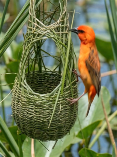 How an Orange Weaver Builds Its Nest | birds nest clip
