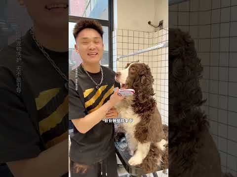 This Springer Spaniel which looks stylish in daily grooming has such a small curly coat th