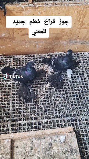 Pigeons Tv ב-TikTok