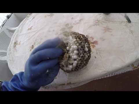 Frelon asiatique surprenant et dangereux #1