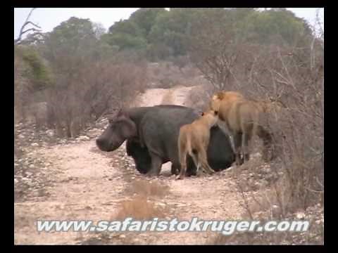 Kruger Lions Kill Hippo (not for sensitive viewers)