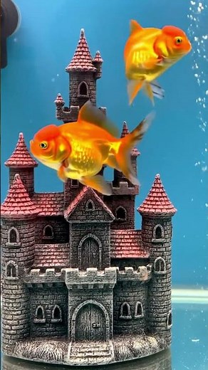 Beautiful Goldfish Swimming Gracefully in a Crystal Clear Aquarium