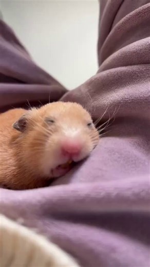hamster (@Hamsterie) on X