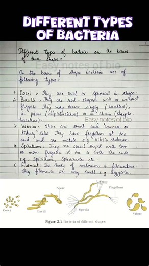 Types of Bacteria Based on Shape 🦠 | Handwritten Notes & Diagram | Biology Shorts #fyp #viral