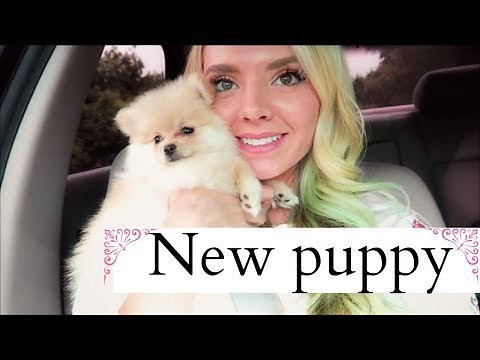 I GOT A NEW PUPPY! Pomeranian puppy