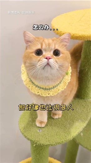 【魚蛋的日常】大家還喜歡魚蛋嗎？ #cutecats #貓咪 #喵哥是萌新