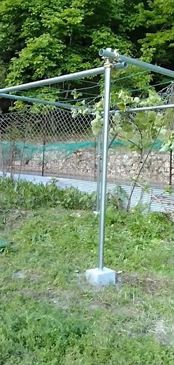 キウイフルーツ棚 仮 完成