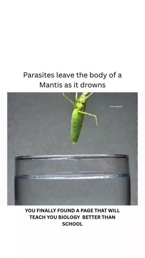 BIOLOGY | HEALTH | MEDICAL on Instagram: "A horsehair worm begins life as a microscopic larva inside water. It enters insects like crickets or praying mantises through contaminated water or food. Inside the host, the worm grows for weeks, absorbing nutrients from body fluids. When fully developed, it releases chemicals that alter the insect’s nervous system. The infected praying mantis feels a strong urge to move toward water. Once it reaches the water, the worm bursts out through the body cavit