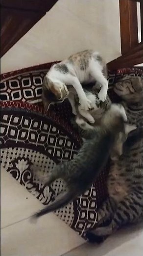 4 weeks old kitten playing around mother cat #cute #cutecat #kitten #kittenplaying #cat #catvideos