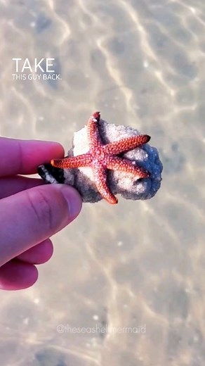 Save & Read below! 💙⬇️ . If you see a sea star washed up on the beach and the tide is going out, you can lend a helping hand by taking it back to the water 🙏🏼 . Always lots of comments and questions with this one... . ➡️ Yes, there are some species of intertidal starfish that can survive for hours out of the water, however, a lot are found in the Pacific and it's not as common here in Florida. . ➡️ Yes, it can be harmful to touch sea life with our bare hands due to unnatural oils (typically f