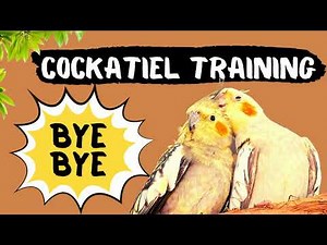 Cockatiel Talking Bye Bye Training, How to teach your cockatiel to talk