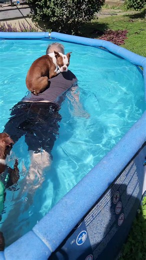 Boston Terriers Enjoy Their First Family Swim