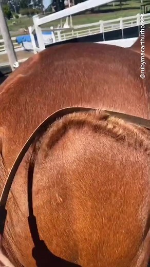 Mesmerizing Horse Shedding Video by Ruby Macarthur Horses