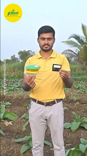 How to use Pheromone Trap | Spodo lure and funnel trap | Tobacco Pest | Green Revolution Trap