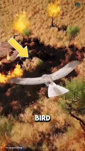 Firehawks – The Birds That Spread Fire to Hunt. #documentary#usashorts#fyp